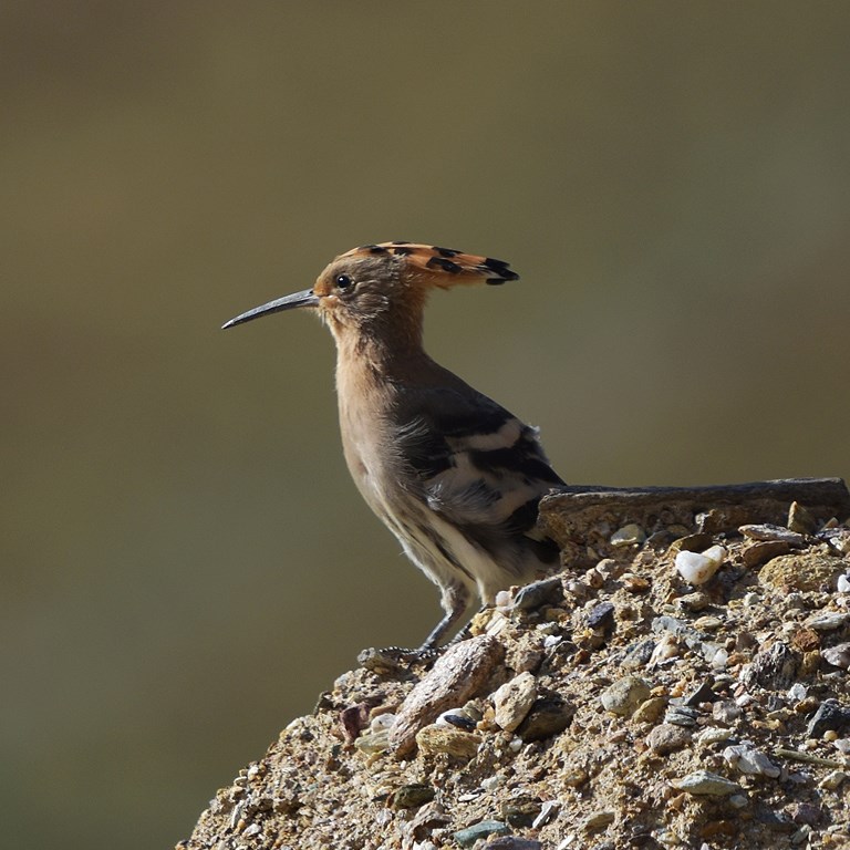 Osservazione di Uccelli e Animali Selvatici sull'Altopiano del Qinghai-Tibet