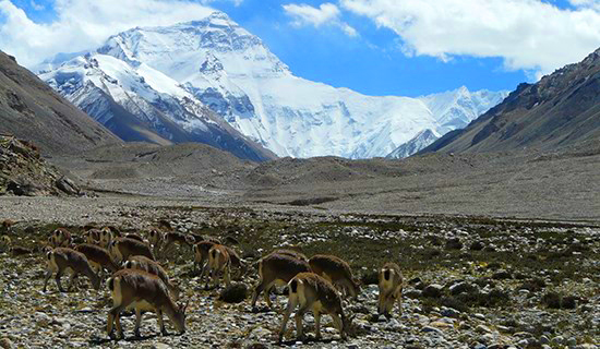 Riserva Naturale di Qomolangma