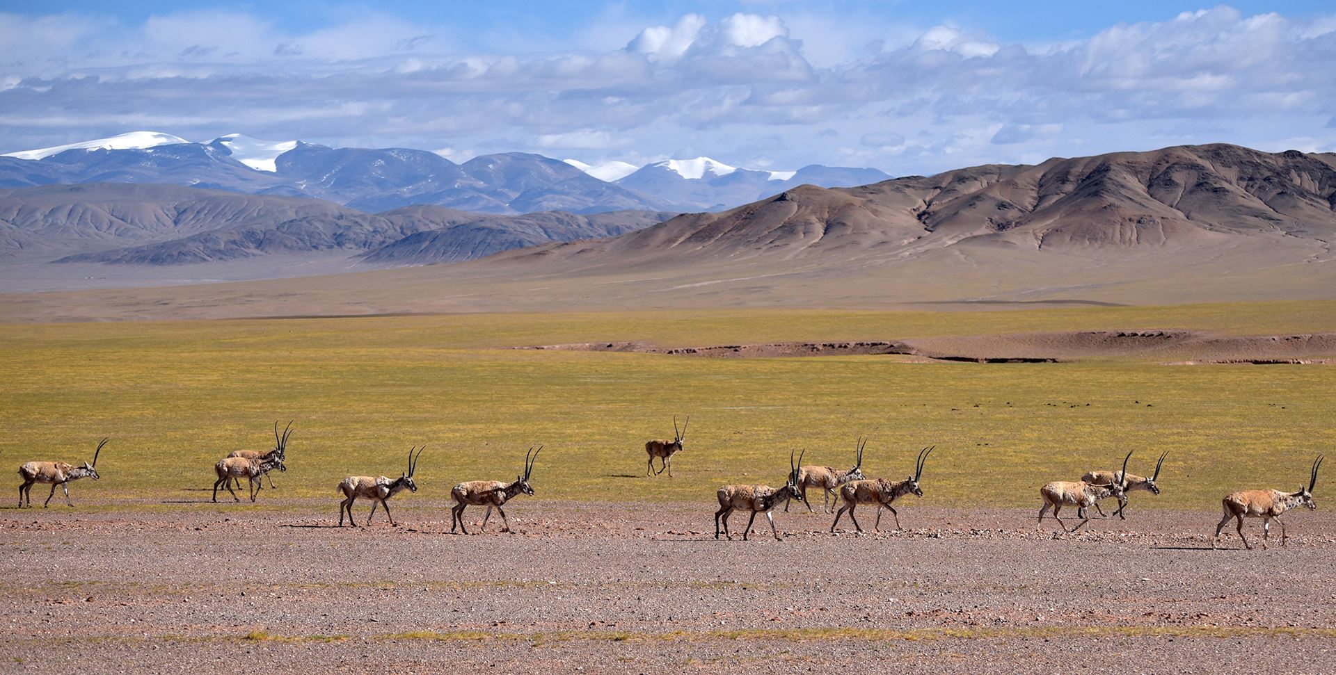 Riserva Naturale di Qiangtang