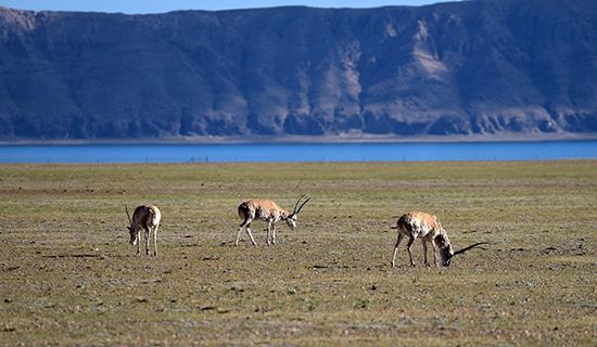 Riserva Naturale di Qiangtang