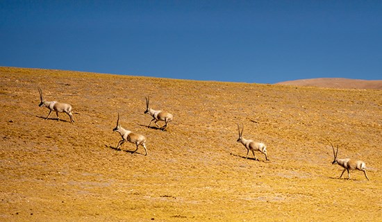 Riserve Naturali del Tibet