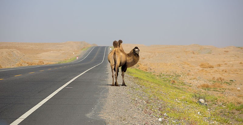 Camel on the Way
