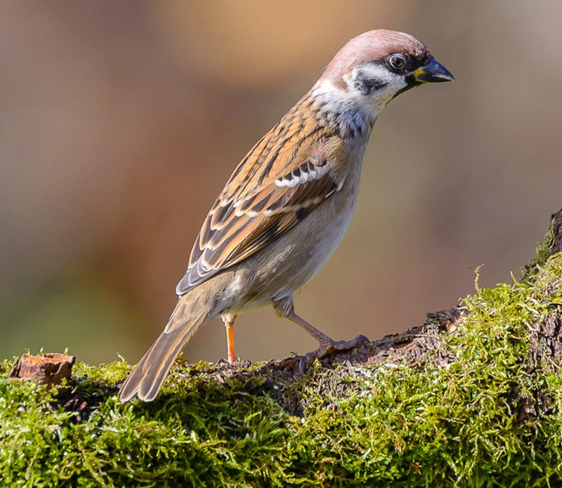 Eurasian Tree Sparrow