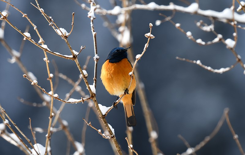 Blue-fronted Redstart