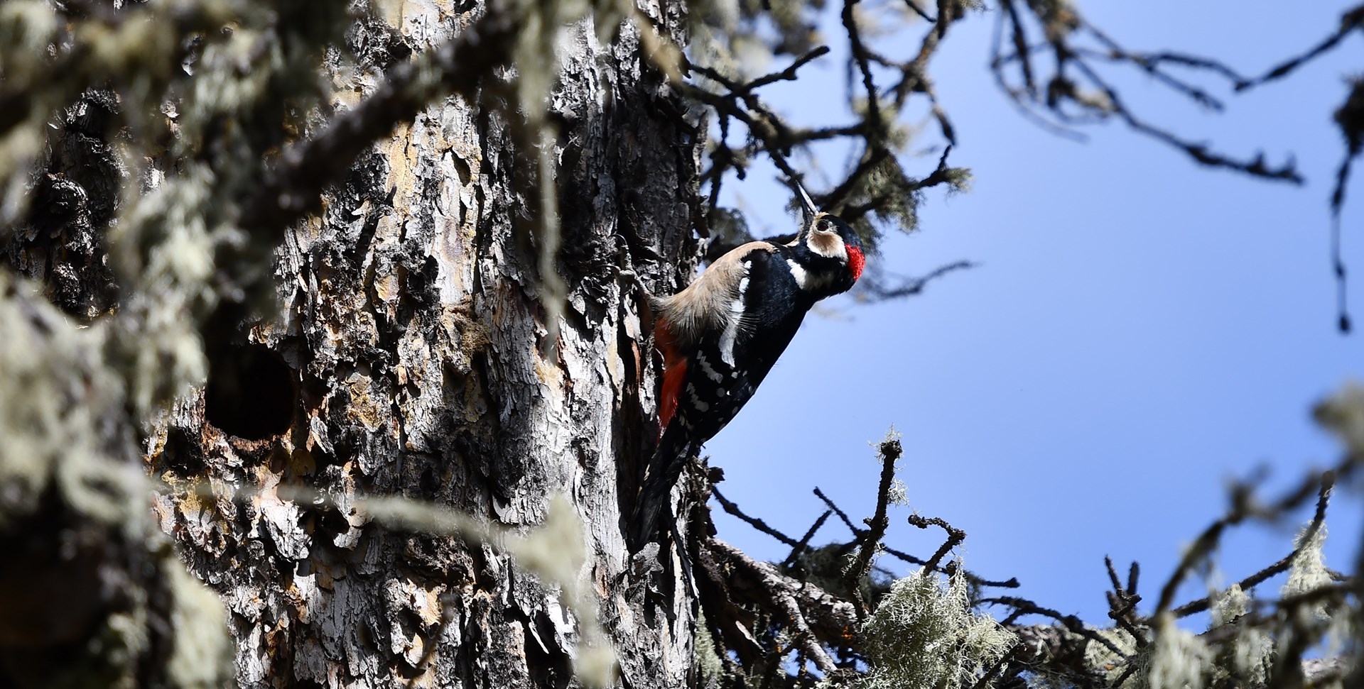 Viaggio del Bird Watching nel Sichuan Occidentale