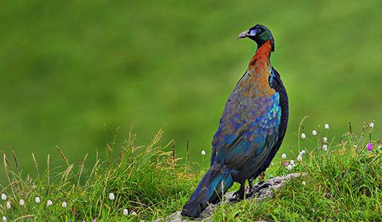 Viaggio del Bird Watching nel Sichuan Occidentale