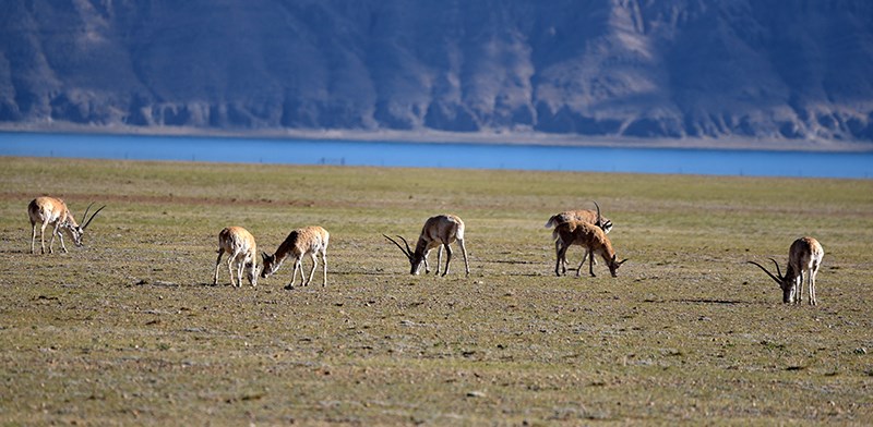 Tibetan Antelope