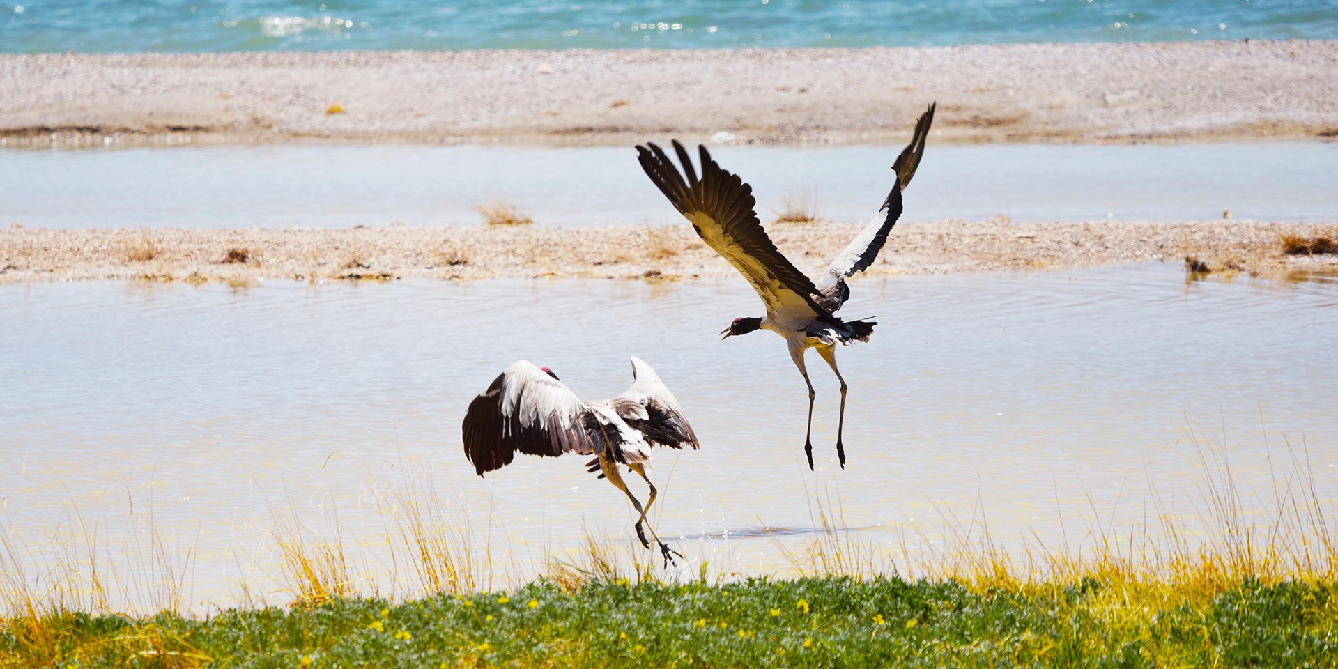 Viaggio del Birdwatching e Fauna Selvatica nel Nord del Tibet Qiangtang