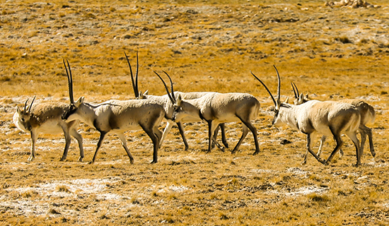 Viaggio del Birdwatching e Fauna Selvatica nel Nord del Tibet Qiangtang