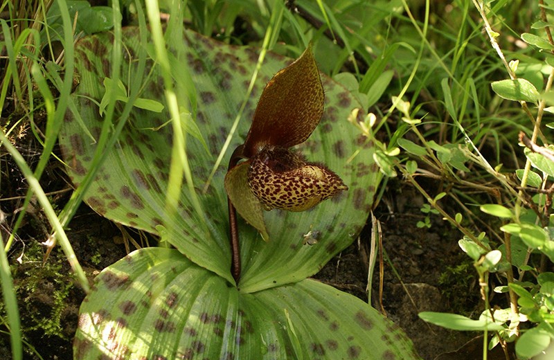 Cypripedium sichuanense