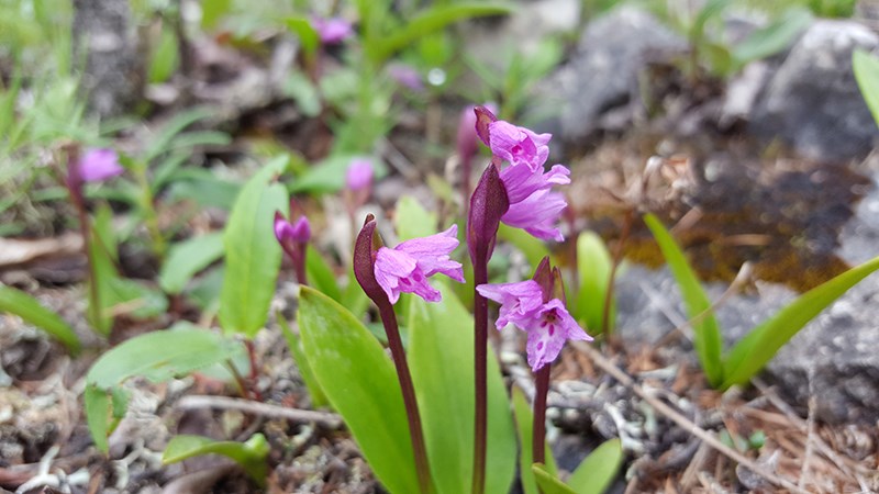 Orchis roborovskii