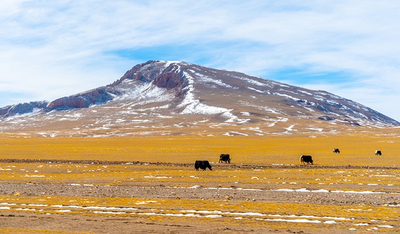 Yaks in West Tibet