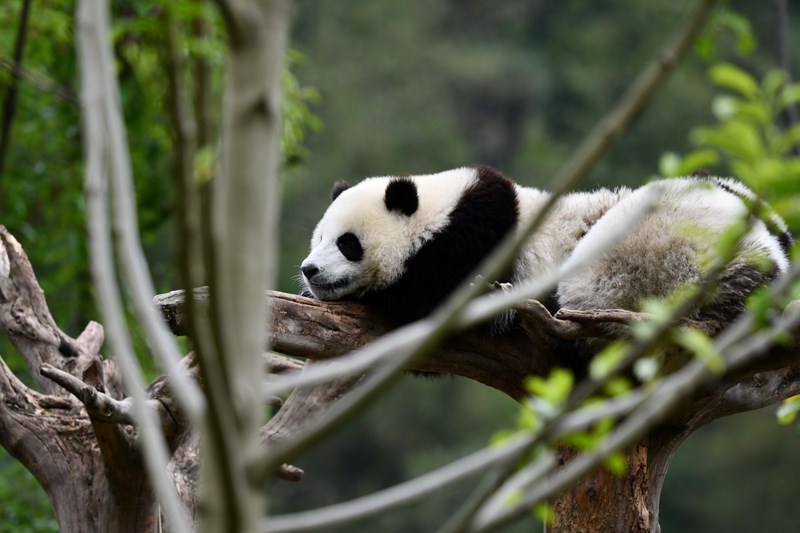 Pandas in Wolong