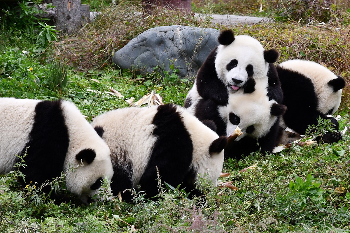 Panda in Wolong | Foto da Liu Bin