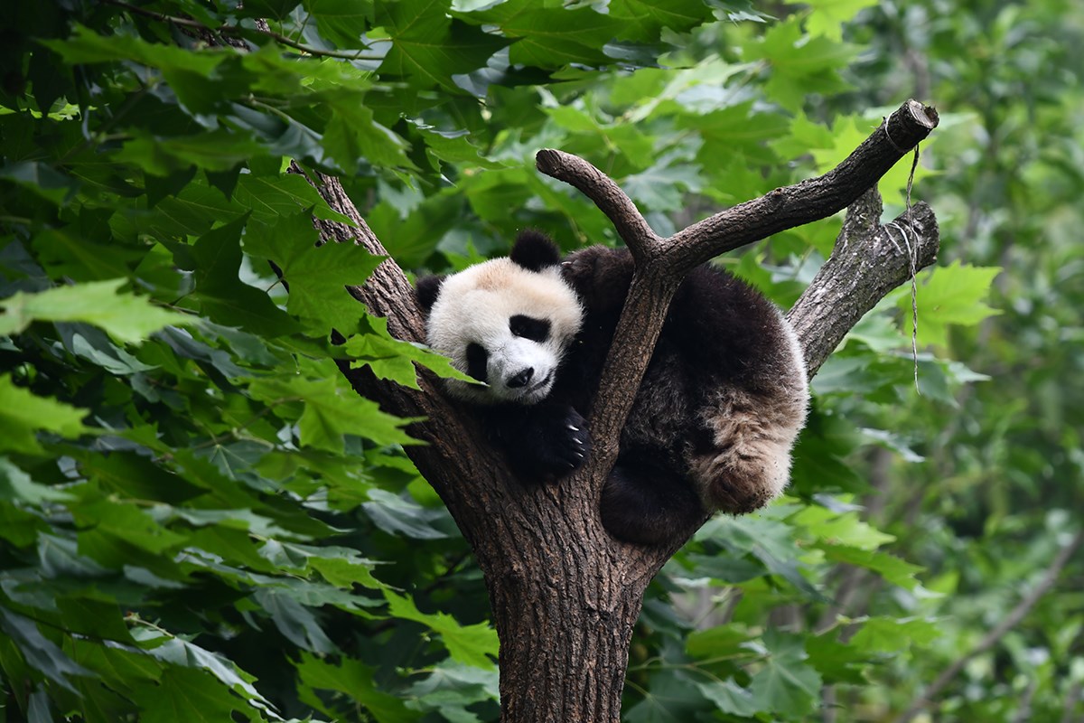 Panda in Dujiangyan | Foto da Liu Bin