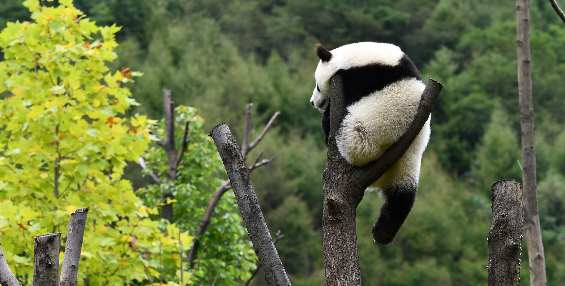 Esplorazione Jiuzhaigou, Huanglong e Panda a Wolong