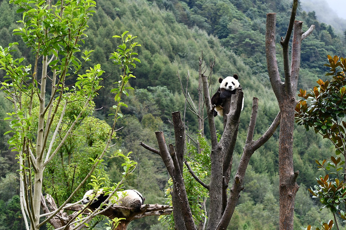 Panda in Wolong | Foto da Liu Bin