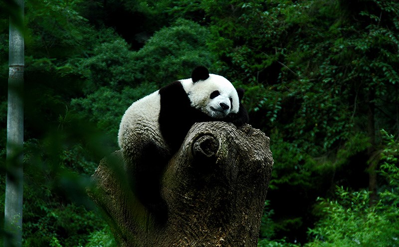 Panda in Wolong