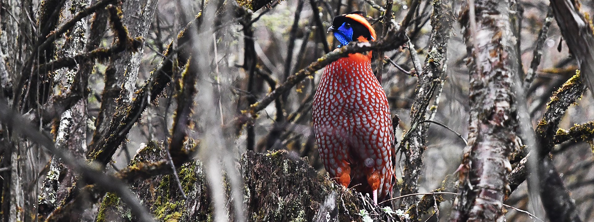 Osservazione di Uccelli e Animali Selvatici sull'Altopiano del Qinghai-Tibet