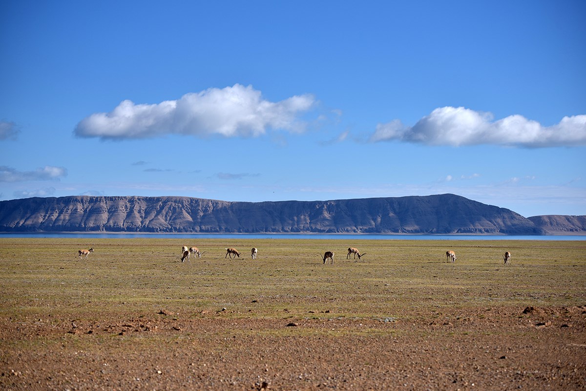 Tibetan Antelope at Serling Tso | Foto da Liu Bin