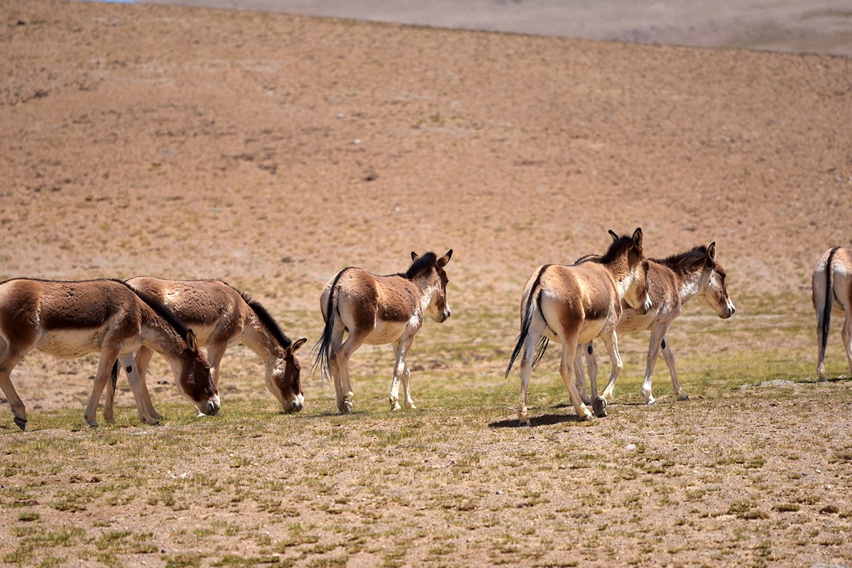Kiang near Nima | Foto da Liu Bin