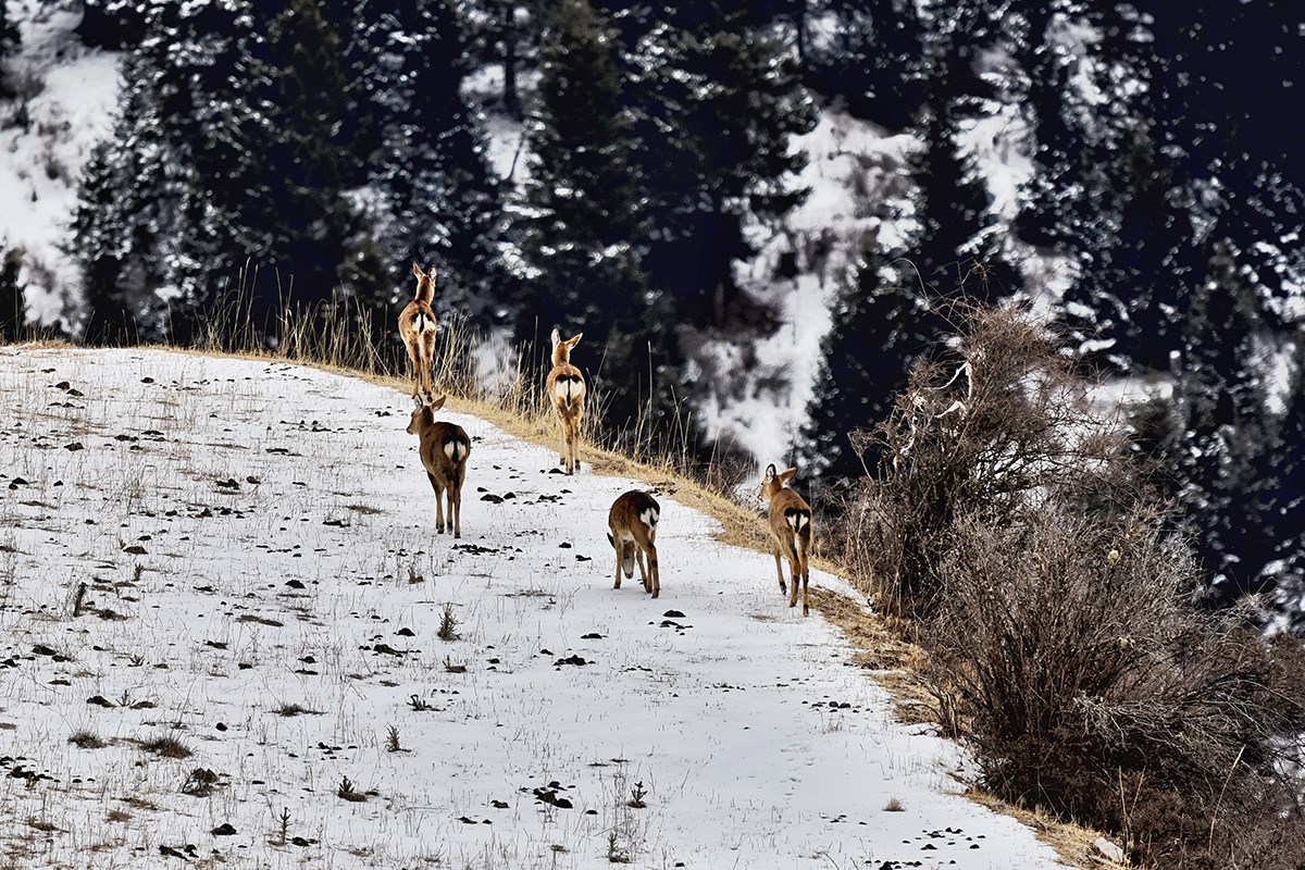 Sika Deer in Tiebu Reserve | Foto da Liu Bin