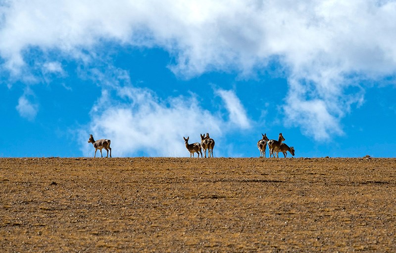 Tibetan Gazelle