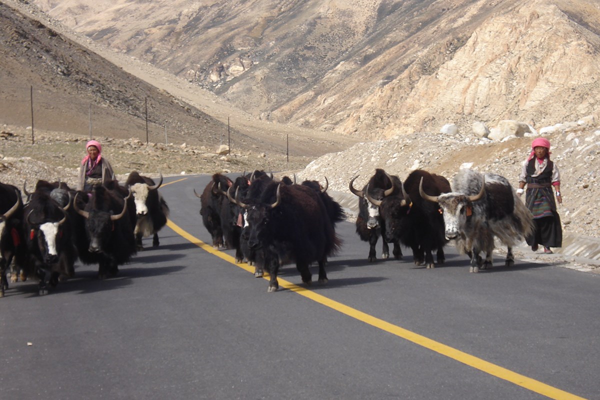 Yaks on the Way | Foto da Li Chaojun