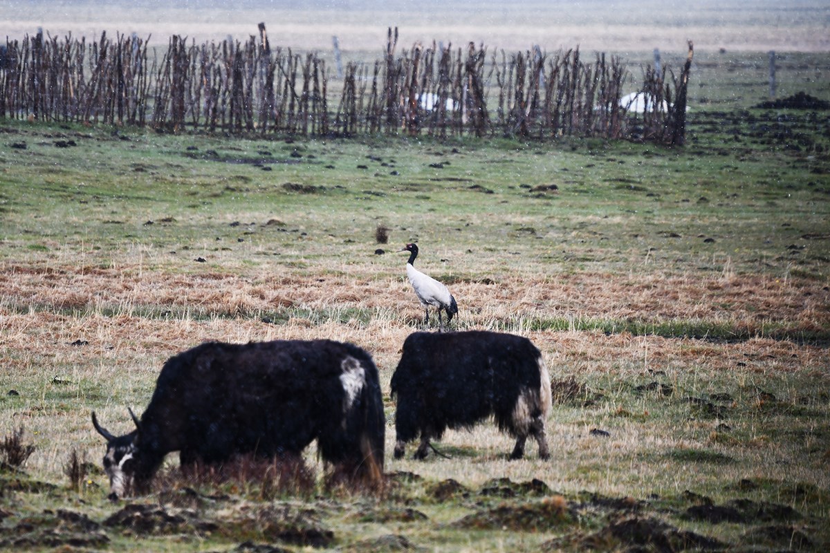 Black Necked Crane and Yaks | Foto da Liu Bin
