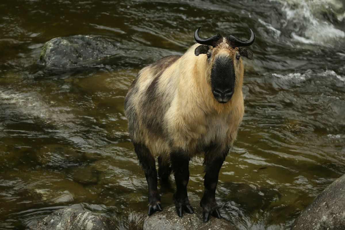 Takin | Foto da Thierry Quelennec