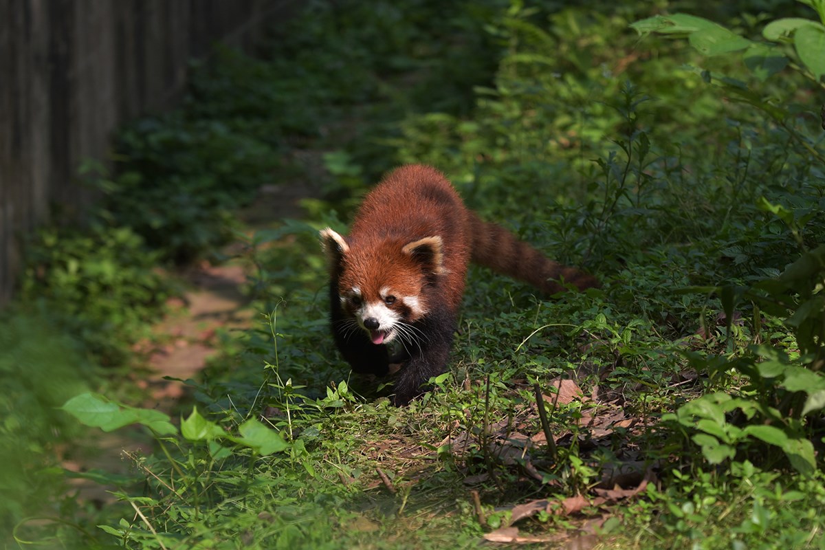 Red Panda | Foto da Liu Bin