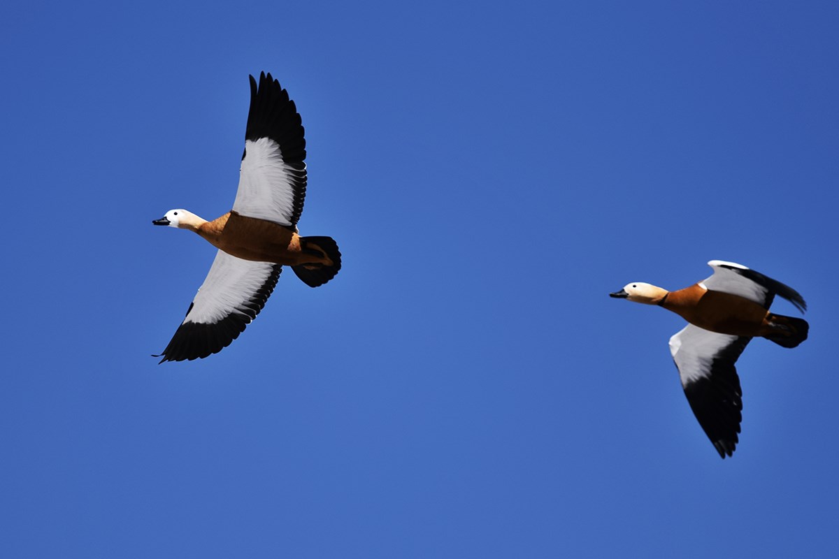Bar Headed Goose | Foto da Liu Bin