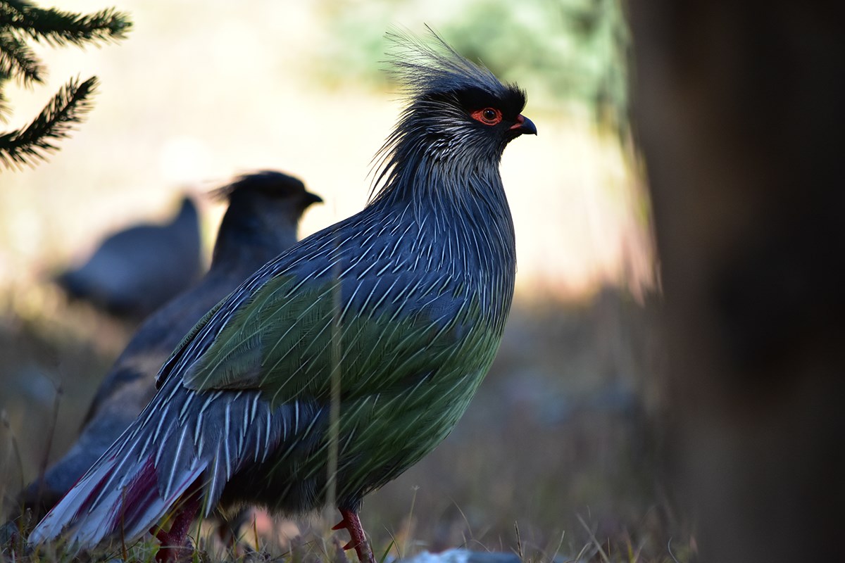 Blood Pheasant | Foto da Liu Bin
