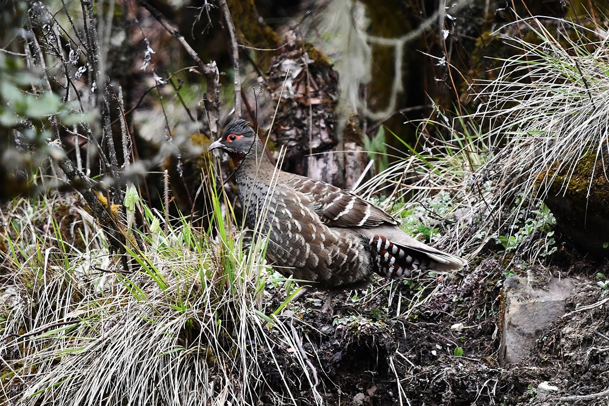 Chestunt Throated Partridge | Foto da Liu Bin