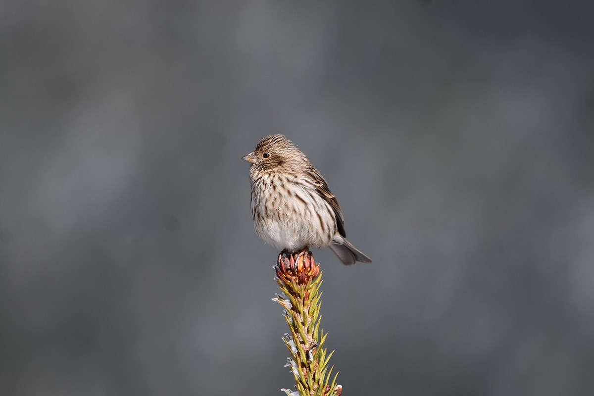 Chinese Beautiful Rosefinch | Foto da Liu Bin
