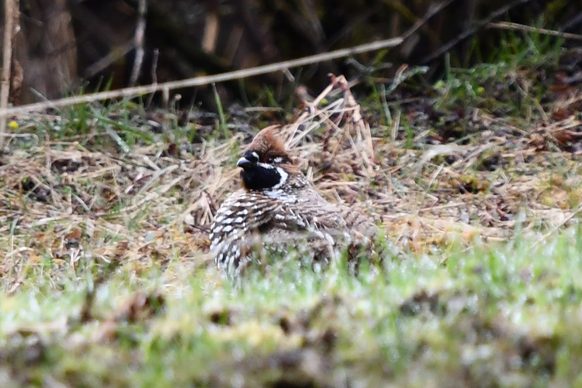 Chinese Grouse | Foto da Liu Bin