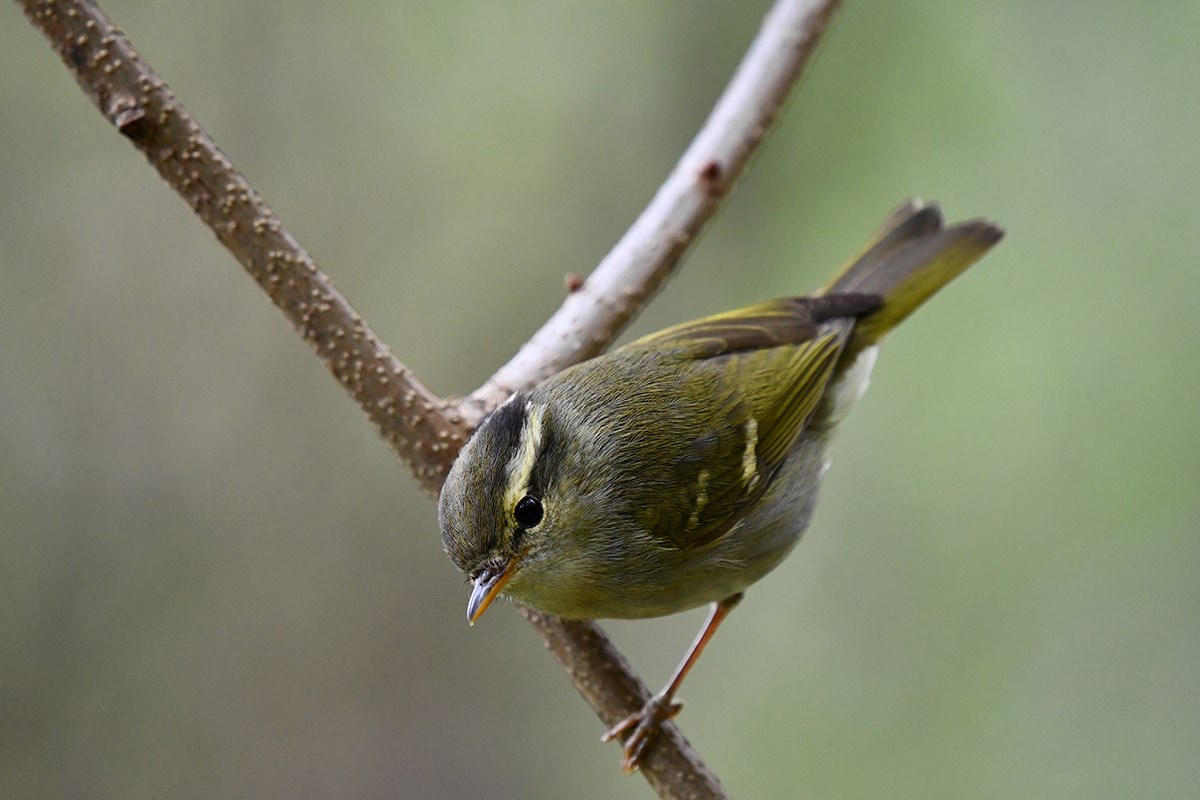 Claudias Leaf Warbler | Foto da Liu Bin