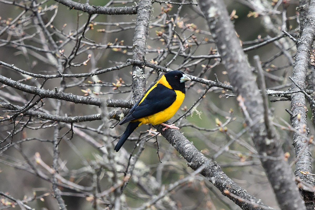 Collared Grosbeak | Foto da Liu Bin