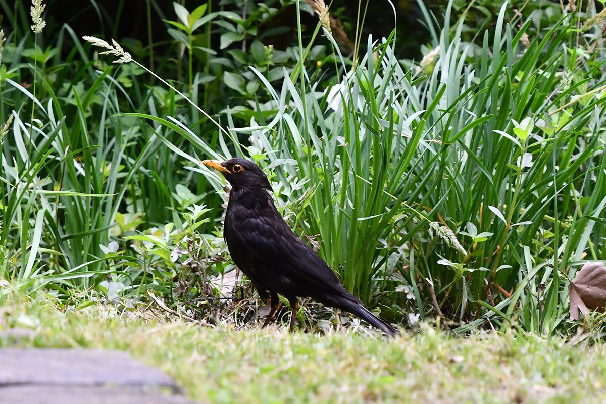 Common Blackbird | Foto da Liu Bin