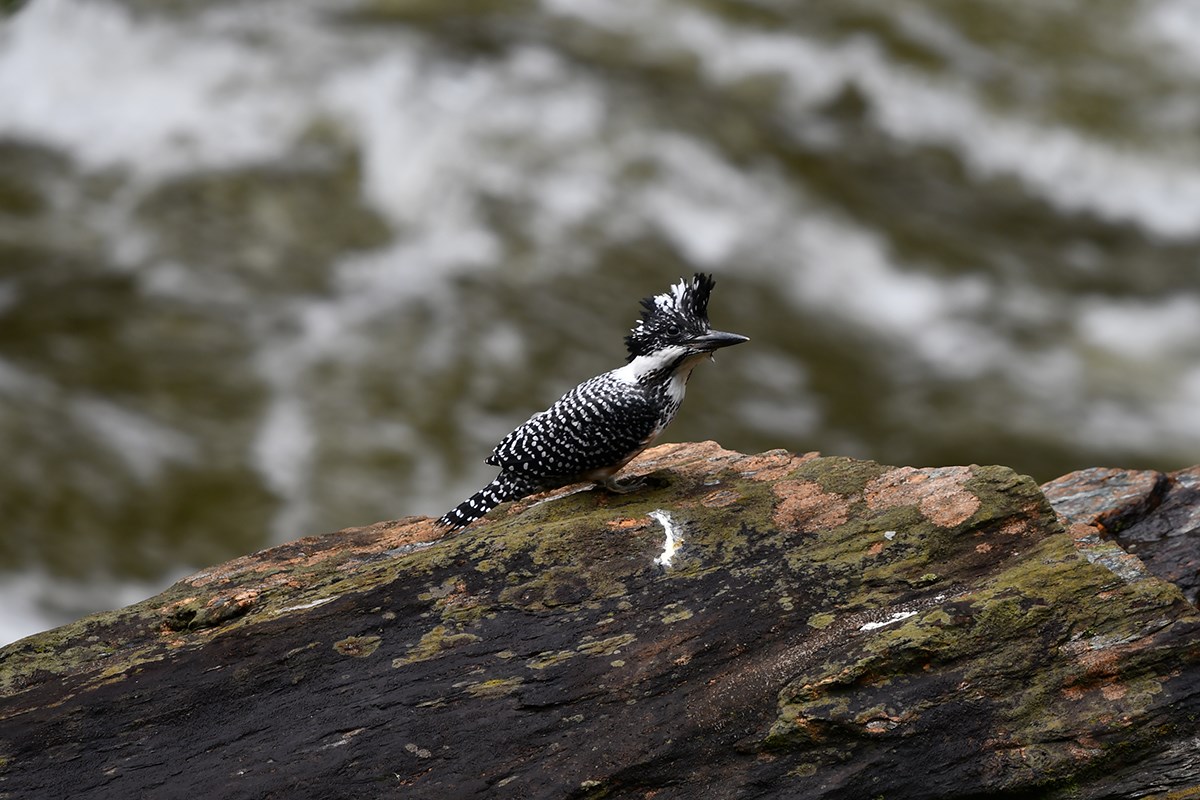 Crested Kingfisher | Foto da Liu Bin