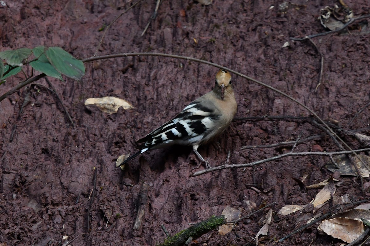 Eurasian Hoopoe | Foto da Liu Bin