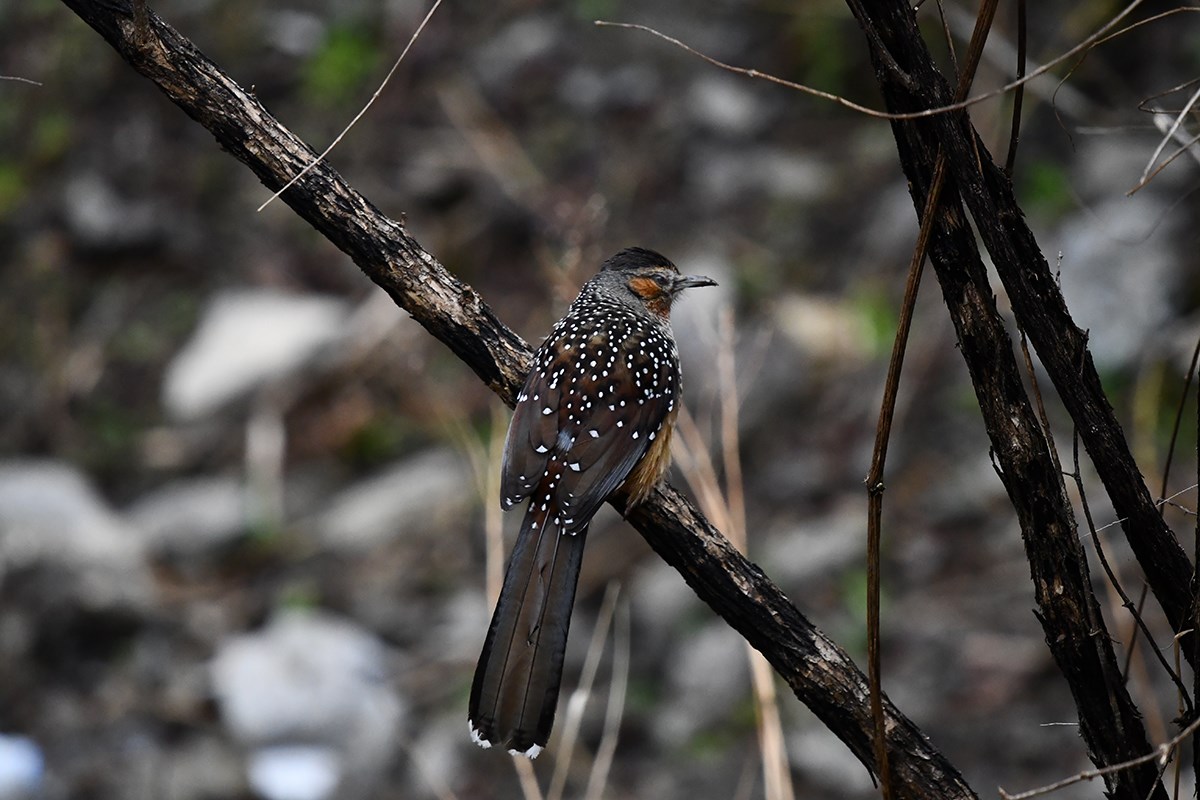 Giant Laughingthrush | Foto da Liu Bin