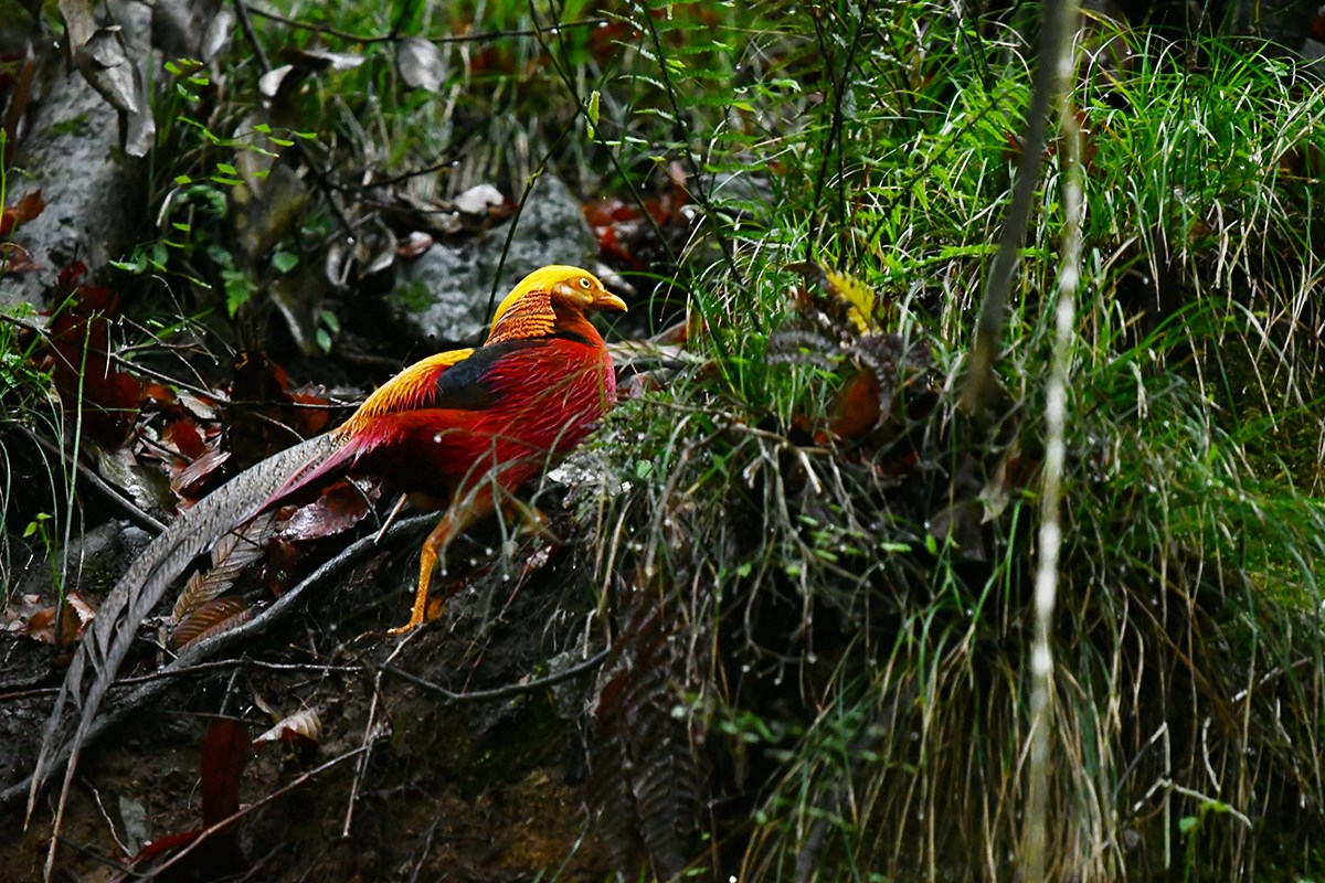 Golden Pheasant | Foto da Liu Bin