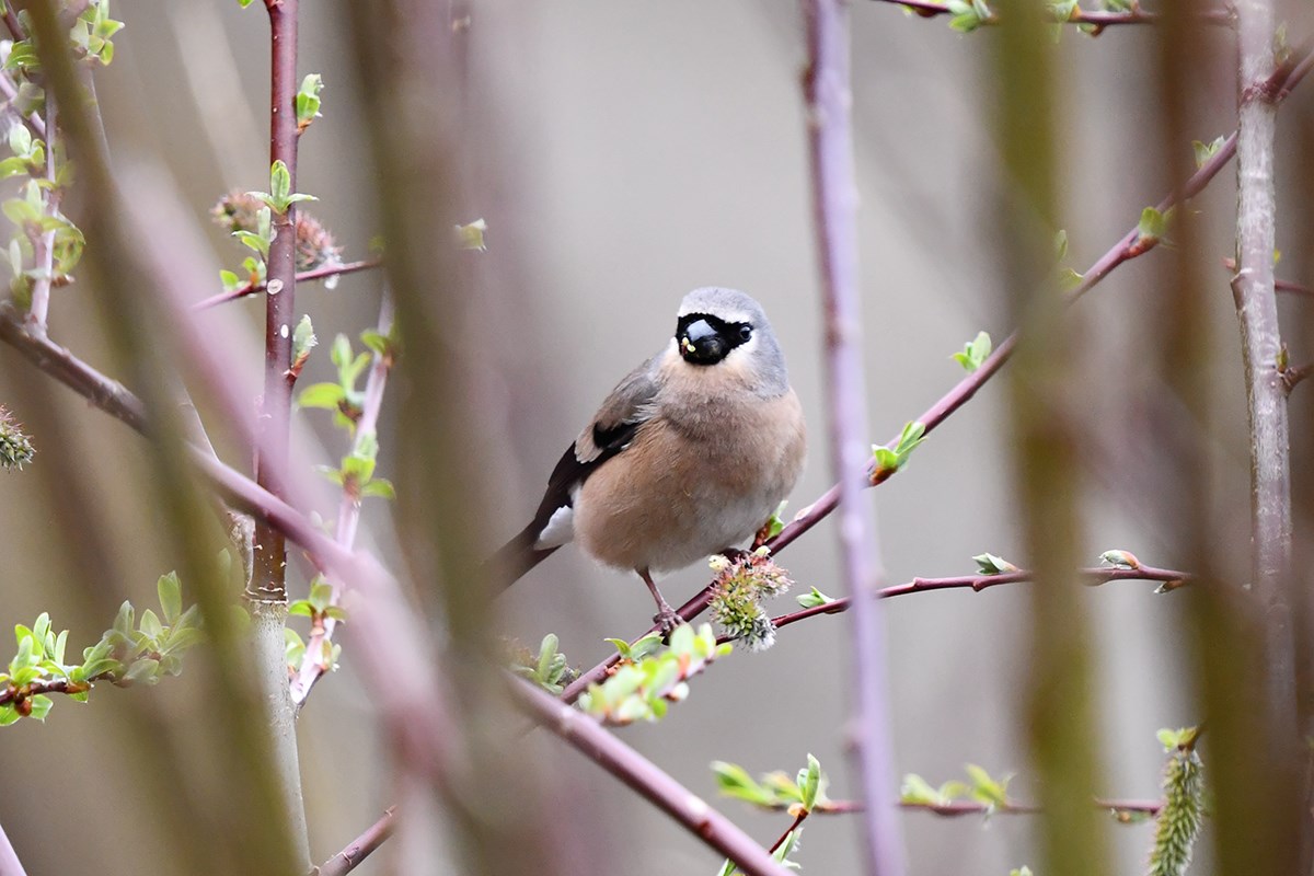 Grey Headed Bullfich | Foto da Liu Bin