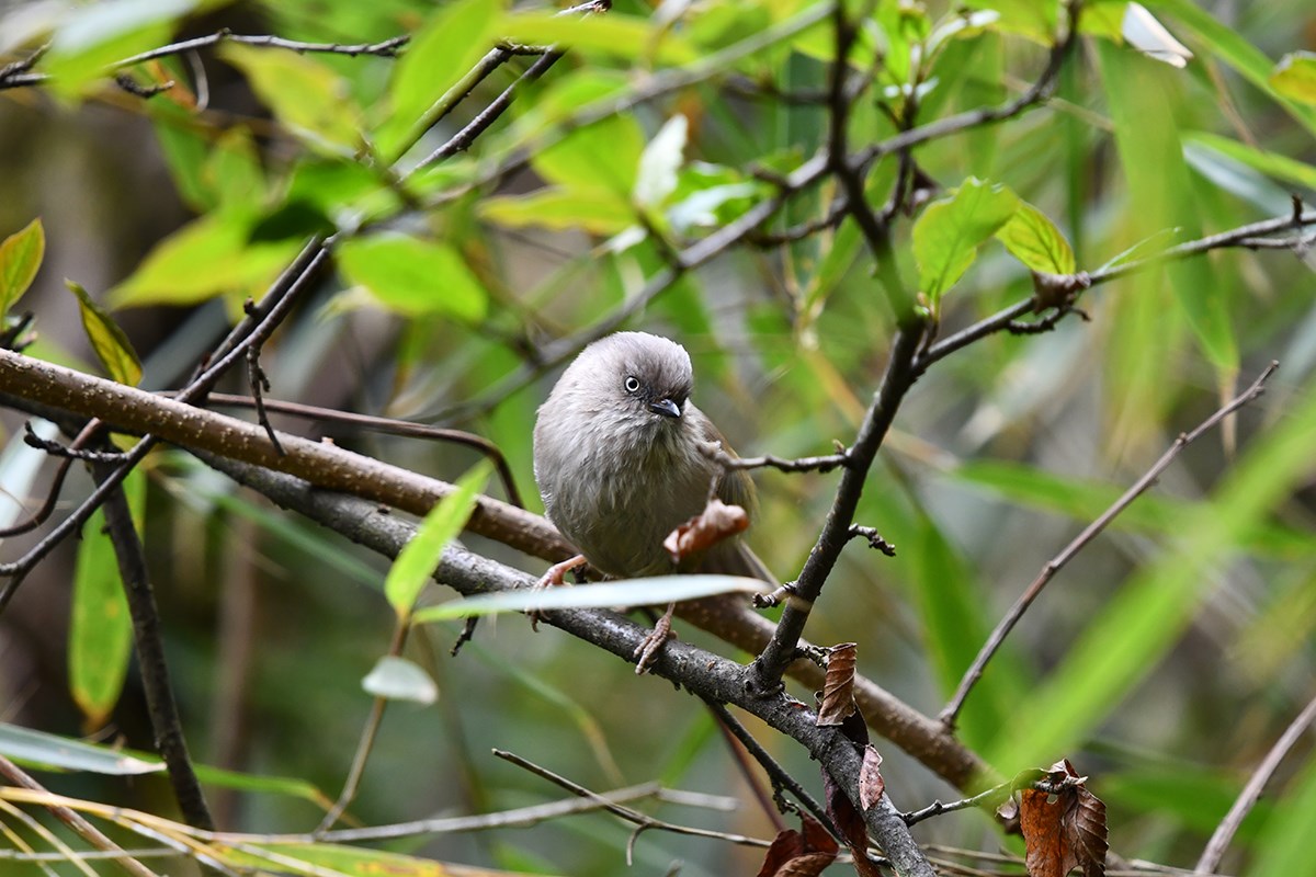 Grey Headed Bullfich | Foto da Liu Bin
