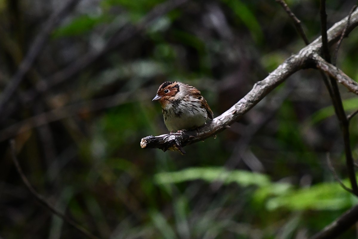 Little Bunting | Foto da Liu Bin