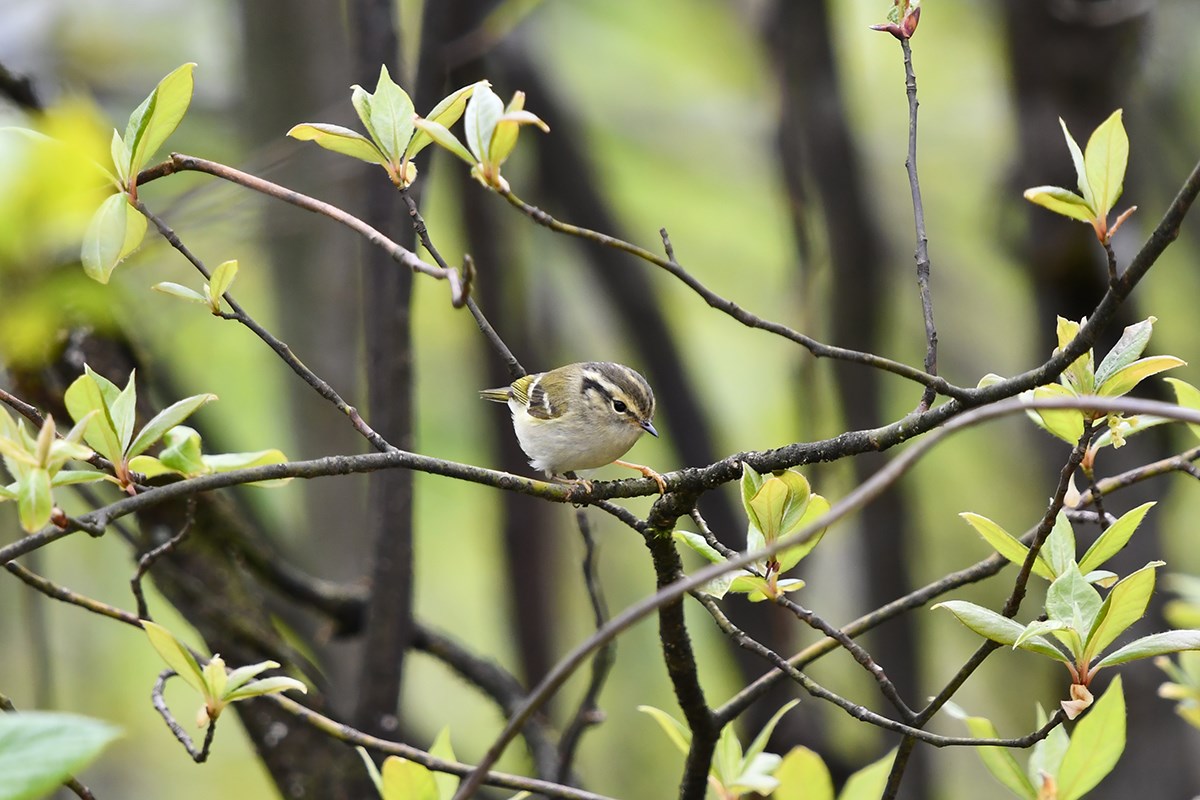 Sichuan Leaf Warbler | Foto da Liu Bin