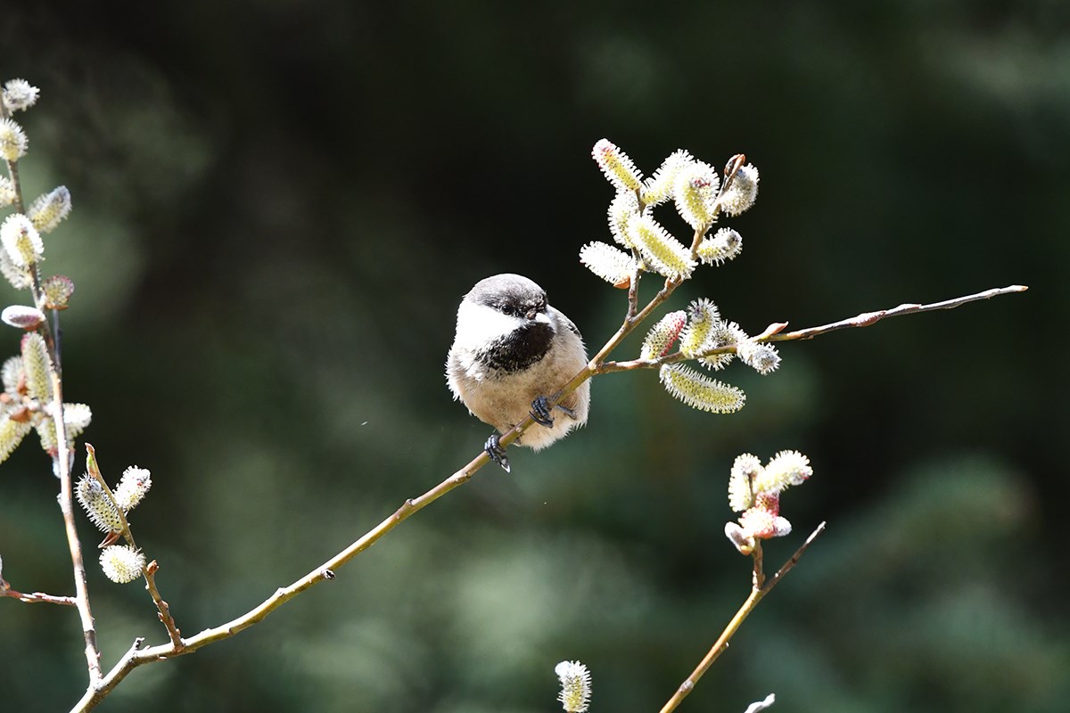 Sichuan Tit | Foto da Liu Bin