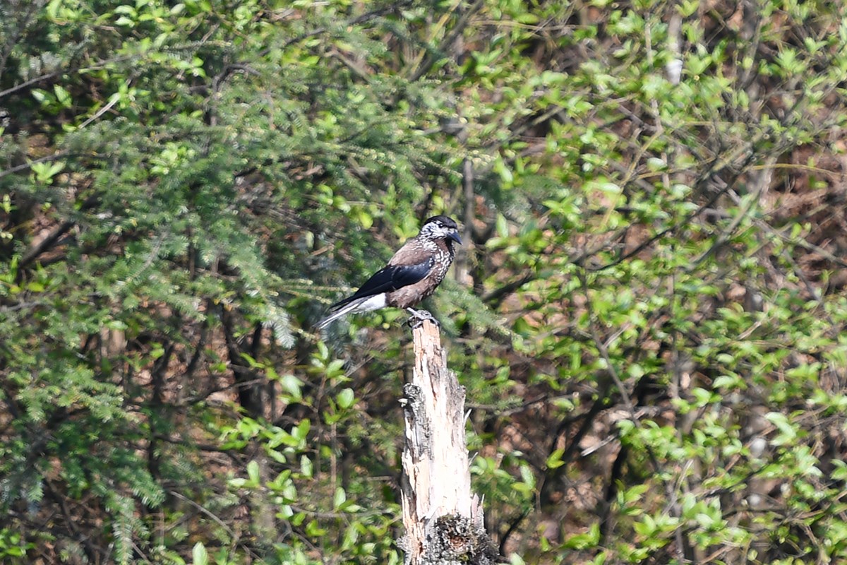 Spotted Nutcracker | Foto da Liu Bin