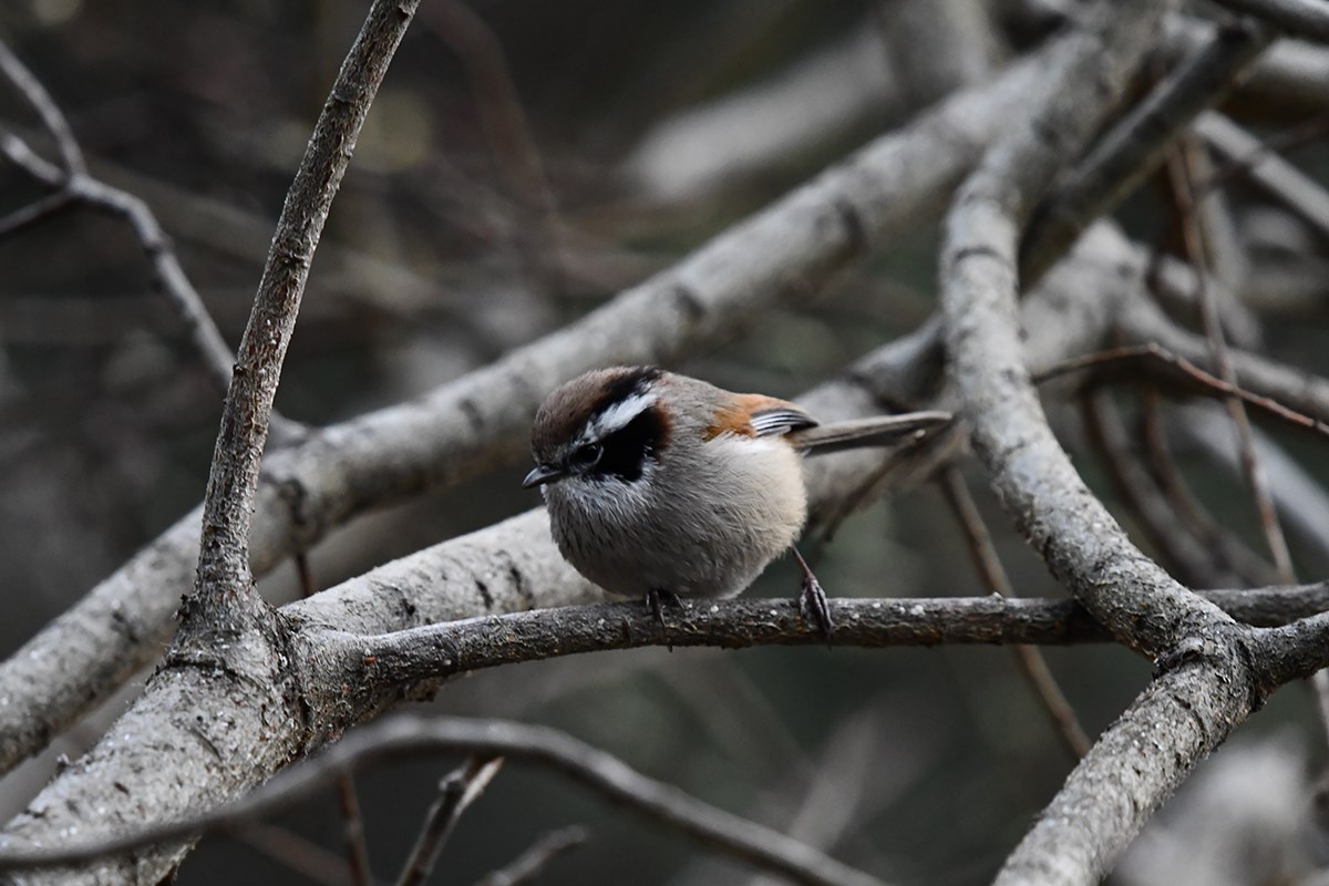 White Browed Fulvetta | Foto da Liu Bin